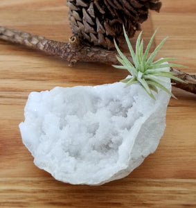 Clear Quartz Geode with Air Plant